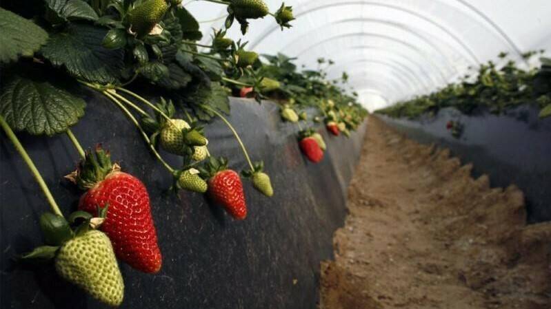 plagas-enfermedades-frutos-rojos-huelva|plagas-enfermedades-frutos-rojos-huelva